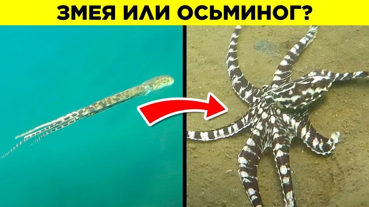 Животные С Невероятными Способностями смотреть онлайн