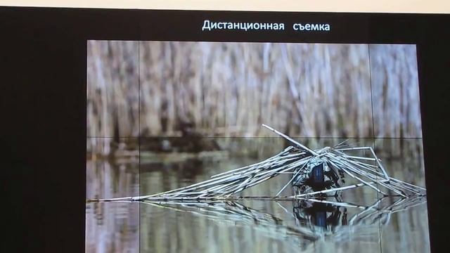 Олег Сидоров, Съемка водоплавающих птиц, часть-2 смотреть онлайн