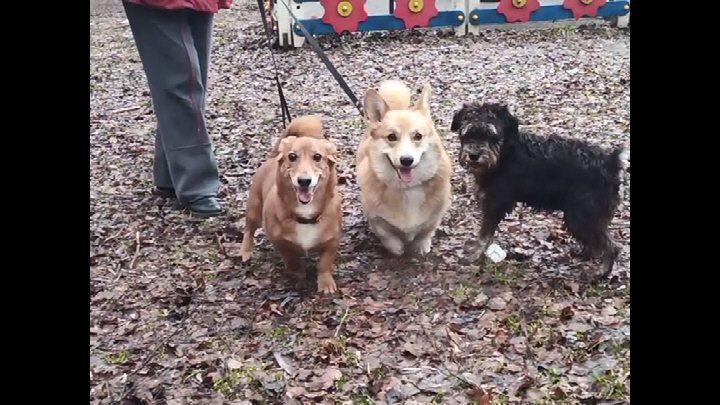 Цвергшнауцер Тоби. Три хороших друга