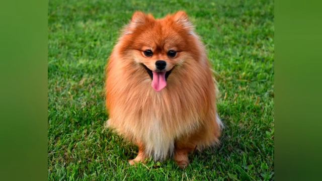 Померанский шпиц! Все о шпицах!