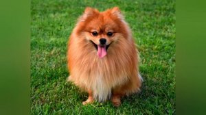 Померанский шпиц! Все о шпицах!