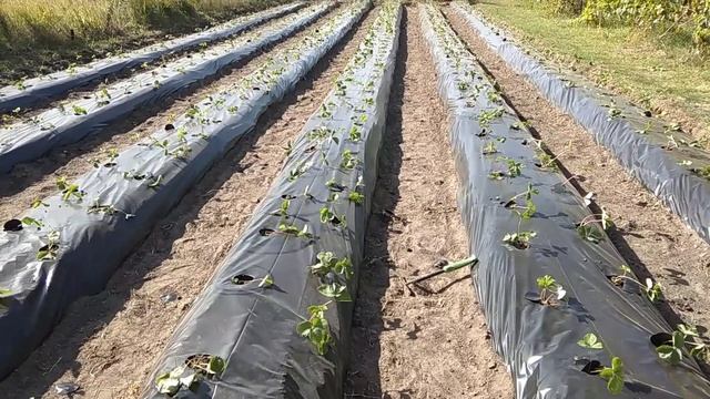 Сколько нужно денег чтобы посадить сотку клубники смотреть онлайн