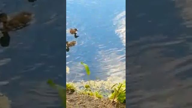 Озеро с уточками на даче. Станция Мочище. смотреть онлайн