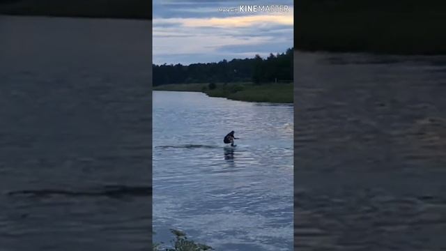 Вейк за лодкой 9.8 лс как всплыть смотреть онлайн