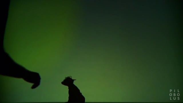 Pilobolus' SHADOWLAND: the "Transformation" excerpt смотреть онлайн