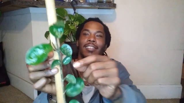 July House Plant Of The Month смотреть онлайн