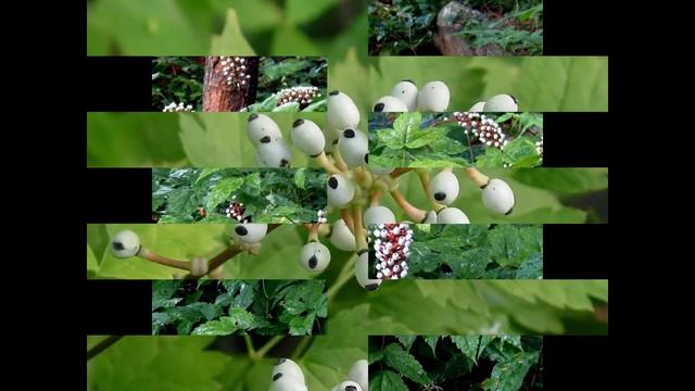 ВОРОНЕЦ /ACTAEA( растения/plants)( HD slide show)! смотреть онлайн