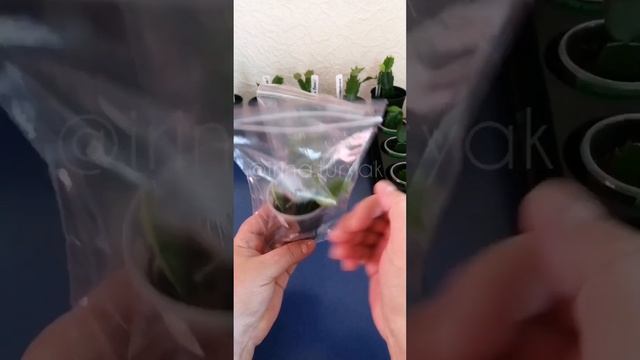 Шлюмбергеры  моей коллекции.