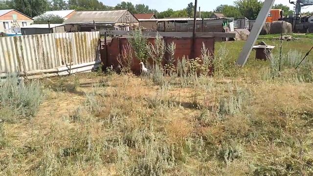Сельская жизнь часть 3.хохлатые гуси.утята бегунки .и многое другое смотреть онлайн