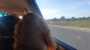 Влог «Соревнования с аджилити»|| Vlog