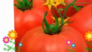 Томат обыкновенный Розовый слон. Краткий обзор, описание характеристик, где купить семена