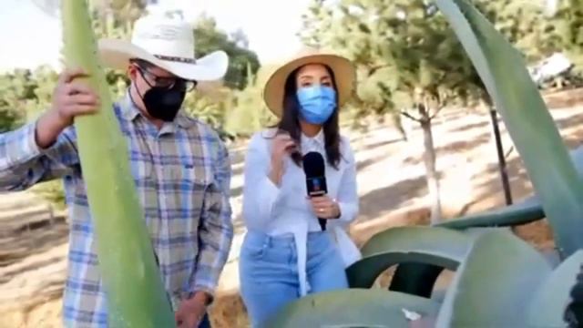 Miel de Maguey: la importancia de conocer sus beneficios | Ana Alicia Alba | Sale el Sol смотреть онлайн
