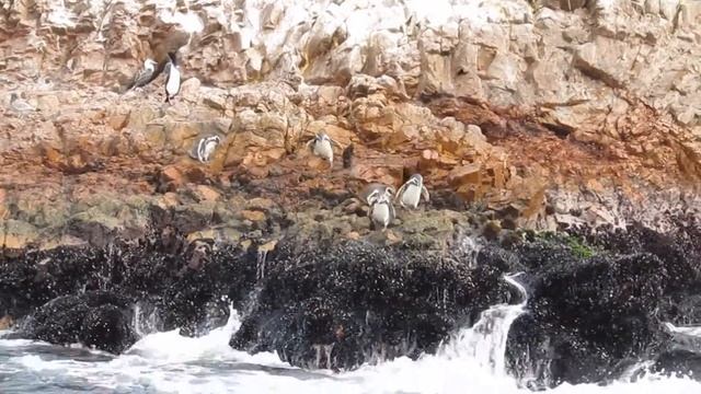 Забавные пингвины смотреть онлайн