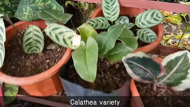 Garden tour|Family Garden|Greenery's Garden смотреть онлайн