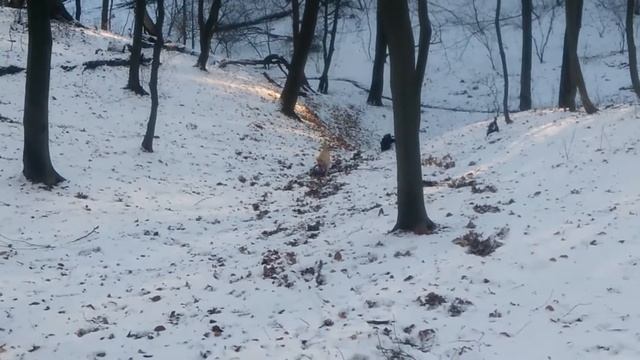 Лабрадор и прогулка. Пуллер для лабрадора. Пуллер для прогулки. Labrador and puller. смотреть онлайн