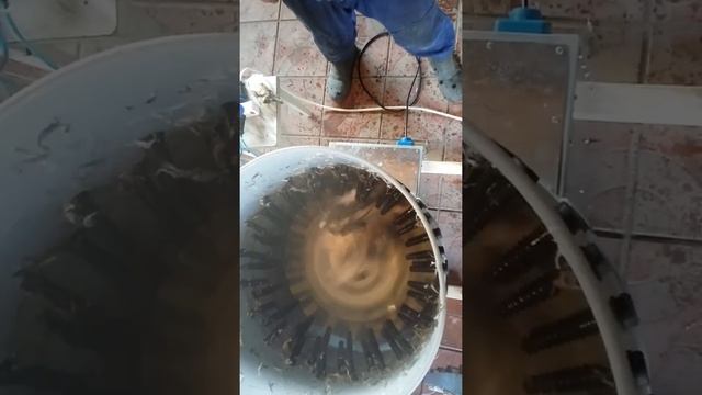 Перосъемная машина для гуся. Часть 1. смотреть онлайн