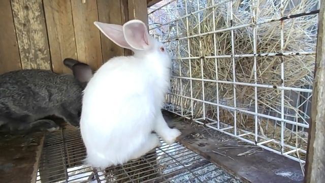 Можно ли кроликам салат. Можно ли давать листья салата кроликам. КРОЛИКОВОДСТВО смотреть онлайн