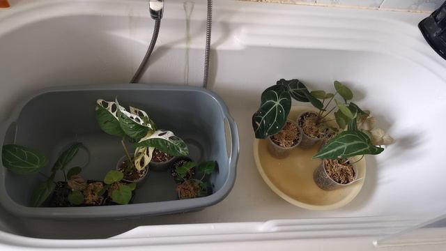 PLANT CHORES // watering, spraying, packaging plants + more смотреть онлайн