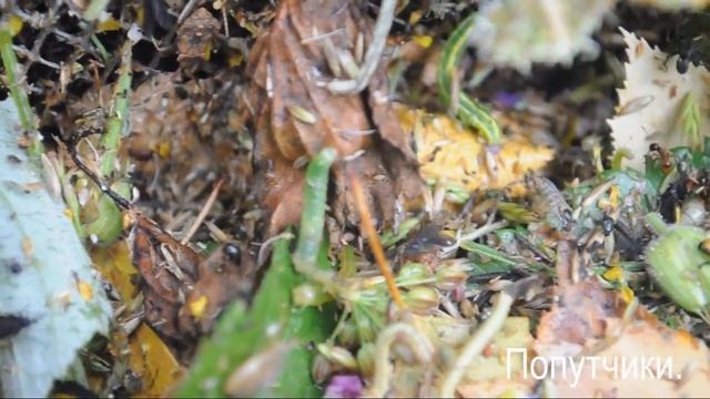 Попутчики-лесные жители травы.