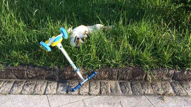Scooter shiba had a crash . No more scooters in my life . Chiko #chikoshibainu смотреть онлайн