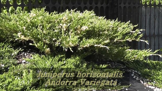 МОЖЖЕВЕЛЬНИК горизонтальный в моём саду. Я сажаю. смотреть онлайн