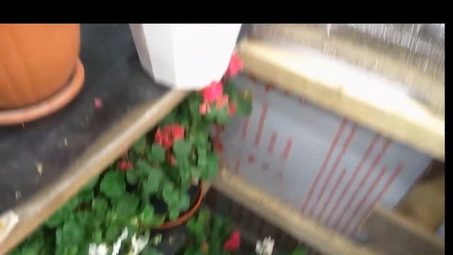 Пеларгония, цветение в декабре, зимовка смотреть онлайн