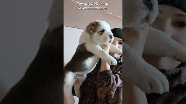 ТИМЕРТАШ НУРИНАР от АВРОРЫ и ШИКА дставка по всему миру +79048881825 viber whatsapp www.timertash.r смотреть онлайн