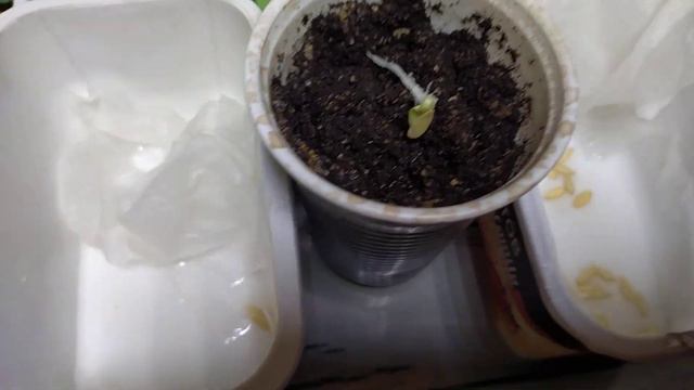 17.04.2023 всхожесть семян огурцов смотреть онлайн