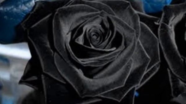 Jessie Ware - Wildest Moments