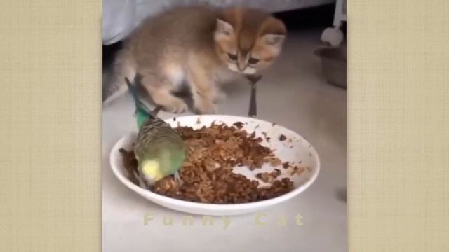 Смешные КОТЫ #60 / Лучшие приколы 2023 / Funny cats. смотреть онлайн