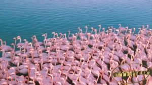 Клип Алёна Свиридова Розовый Фламинго