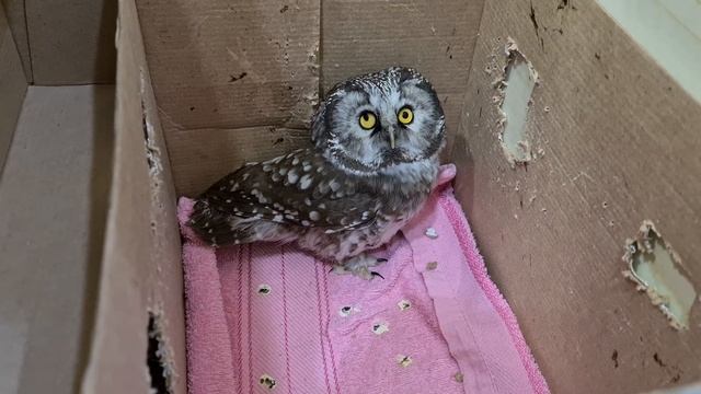 Бибо и Бобо, два... мохноногих сыча с травмой глаз. Закон парных случаев на совах во всей красе. смотреть онлайн