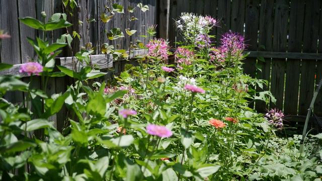 Summer Pastel Scabiosa And Larkspur Flower Arrangement From The Cut Flower Garden