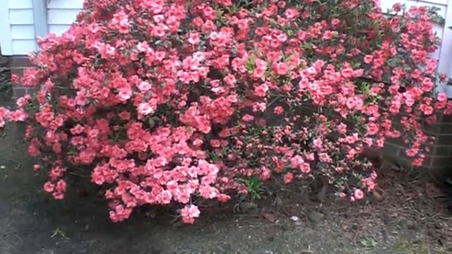 Nice Salmon Azalea on Arbor Day смотреть онлайн