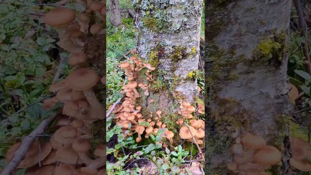 Осенние дары леса