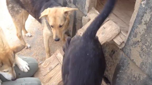 Viipurin koirat - Petunia смотреть онлайн