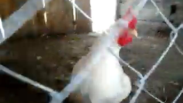 Комбинированый курятник в землянке смотреть онлайн