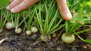 Как сажать репу