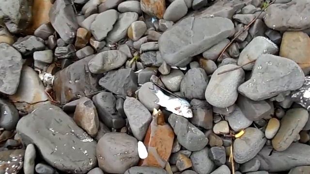 Караси на морском берегу. Находки после шторма. смотреть онлайн