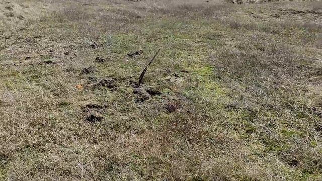 Поиск монет с MINELAB VANQUISH 540. Царское серебро и залипуха! смотреть онлайн