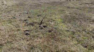 Поиск монет с MINELAB VANQUISH 540. Царское серебро и залипуха!