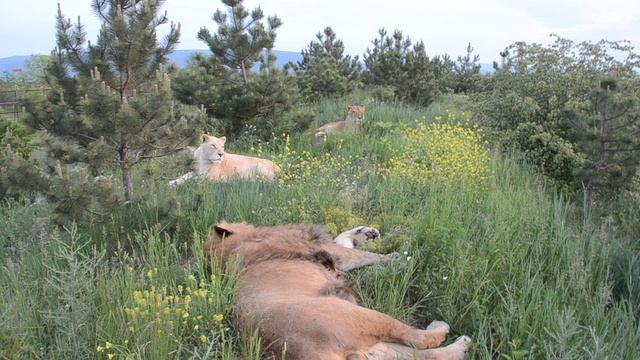 Тайган сафари парк львов в Крыму смотреть онлайн