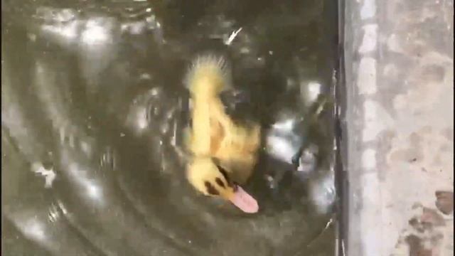 TTC 2019 (Преподавательский курс по Йоге). Ашрам ЙогаСиддхи, Шри-Ланка. смотреть онлайн