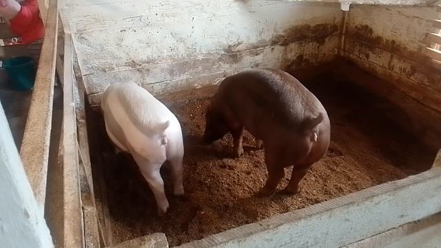 ЧЕМ КОРМИТЬ ПОРОСЯТ? СКОЛЬКО ИСТРАТИЛИ ЗА 3 месяца? смотреть онлайн