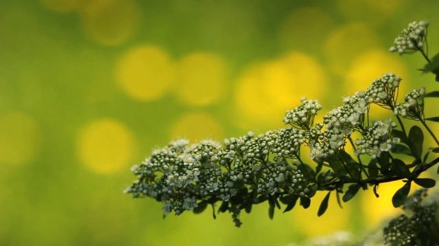 Бузина цветет. Красивая ветка бузины весной | Футажи красивая природа [FullHD] смотреть онлайн