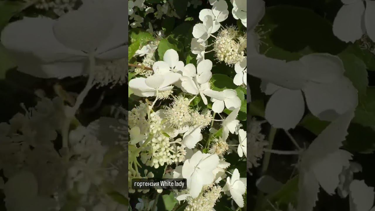 Мой дивный сад 3 смотреть онлайн