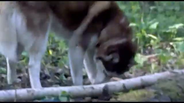 В мире жывотных: Волк в битцевском лесу. смотреть онлайн