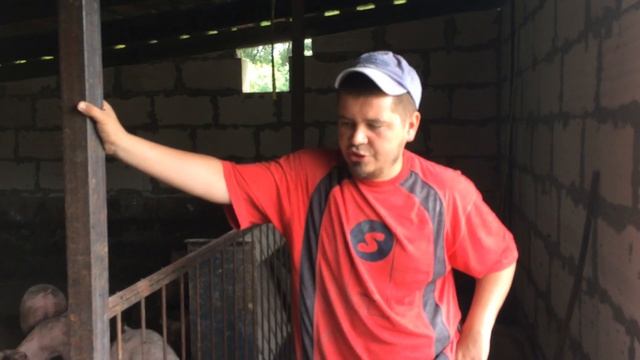 Глисты у свиней. Как и Чем глистогонить поросят. Свиноводство.