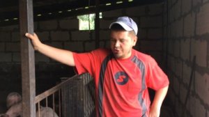 Глисты у свиней. Как и Чем глистогонить поросят. Свиноводство.