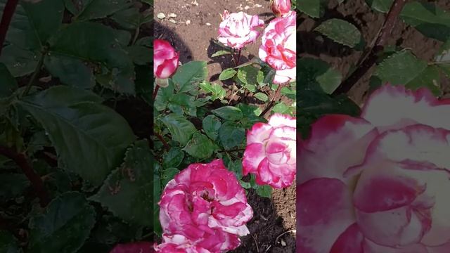 Канадская роза Луиза Багнет смотреть онлайн